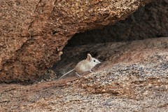 Elephantulus rupestris