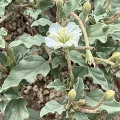 Acleisanthes diffusa