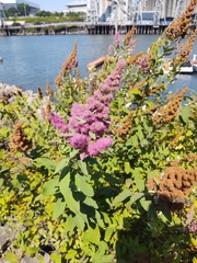 Spiraea douglasii