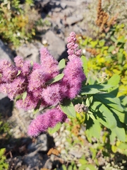 Spiraea douglasii