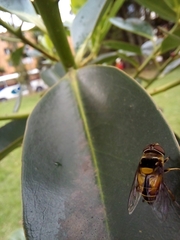 Palpada pusilla