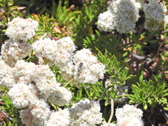 Megachile montivaga