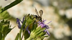 Dianthidium subparvum