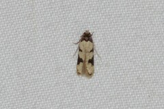 Taygete decemmaculella