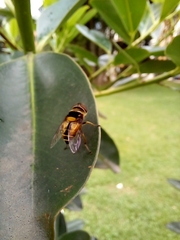 Palpada pusilla