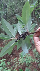 Comarostaphylis discolor