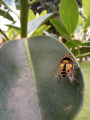 Palpada pusilla