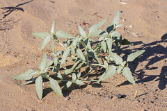 Dicoria canescens
