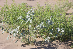 Dicoria canescens