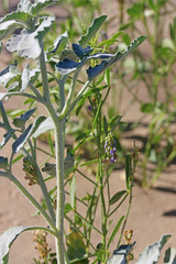 Dicoria canescens