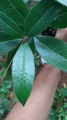 Comarostaphylis discolor