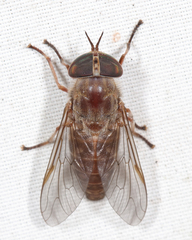 Tabanus sackeni