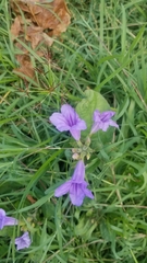 Ruellia ciliatiflora
