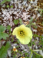 Papaver radicatum kluanense