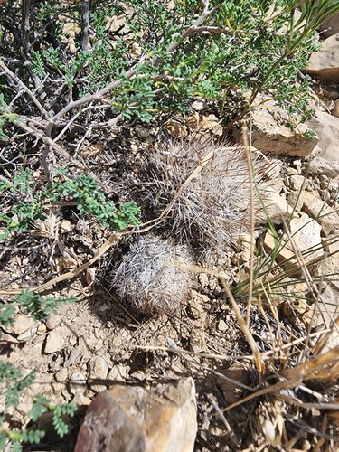 Pelecyphora duncanii