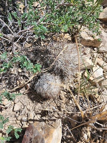 Pelecyphora duncanii