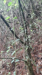 Comarostaphylis discolor