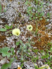 Papaver radicatum kluanense