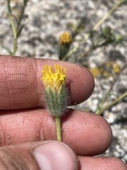 Carlquistia muirii
