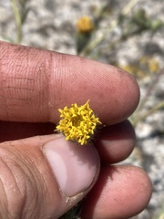Carlquistia muirii