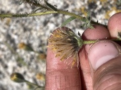 Carlquistia muirii