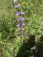 Lupinus oreganus