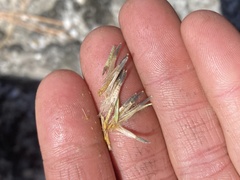 Carlquistia muirii