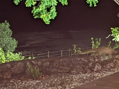 Arctogalidia trivirgata