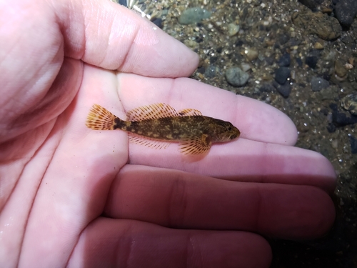 Riffle sculpin (Cottus gulosus) — Cottidae — 2