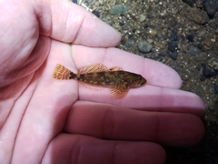 Cottus gulosus