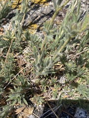 Carlquistia muirii