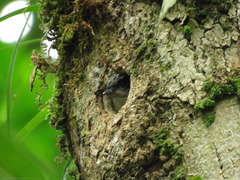 Picumnus granadensis