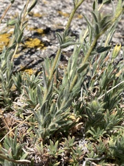 Carlquistia muirii