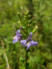 Mimulus ringens