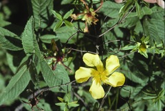 Hypericum revolutum