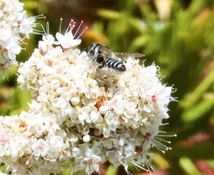 Megachile montivaga