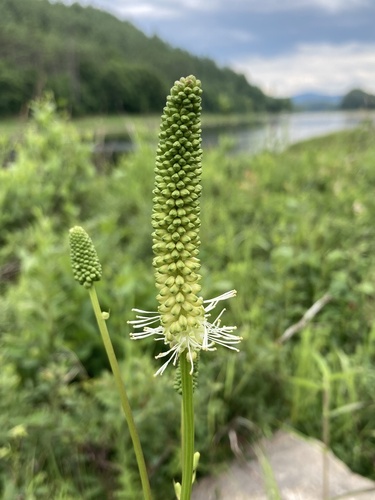 Sanguisorba canadensis, photograph 3