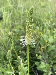 er-birds, CC BY, iNaturalist via GBIF Sanguisorba canadensis, photograph er-birds, CC BY, iNaturalist via GBIF