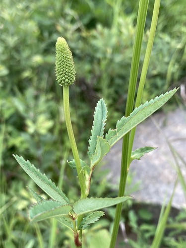 Sanguisorba canadensis, photograph 6