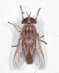 Tabanus sackeni