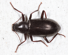 Xylopinus saperdoides