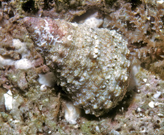 Tosatrochus attenuatus