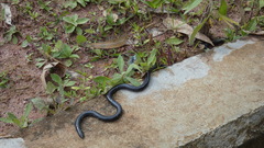 Caecilia