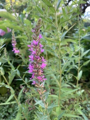 Lythrum salicaria