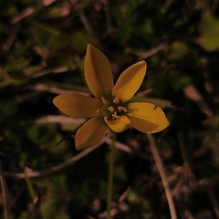 Nothoscordum montevidense