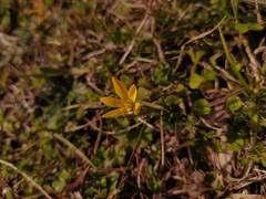 Nothoscordum montevidense