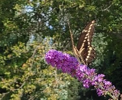 Heraclides cresphontes