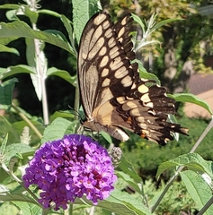 Heraclides cresphontes