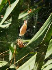 Cyrtophora citricola