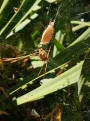 Cyrtophora citricola